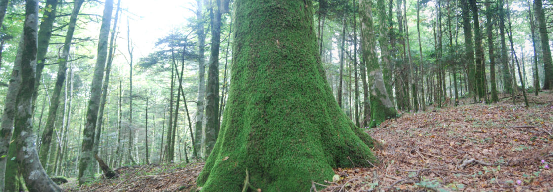 parco regionale delle serre calabresi